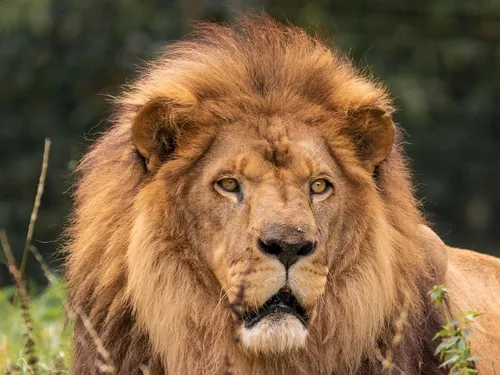 Le Refuge de l'Arche perd Baringo, son emblématique lion, mort à...